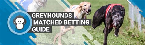 Greyhounds Betting Odds .